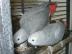krsn istotn Kongo papouci