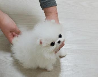 Krsn Mini Pomeranian Pomeranian tat