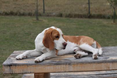 Bgl (Beagle) krsn bicolorn pes