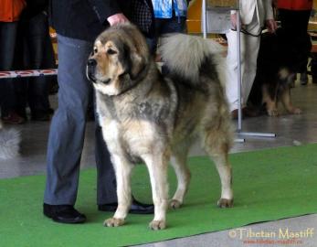 ttka tibetsk dogy s PP