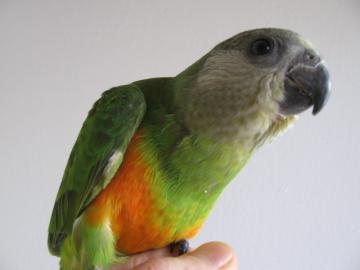 Papouek senegalsk