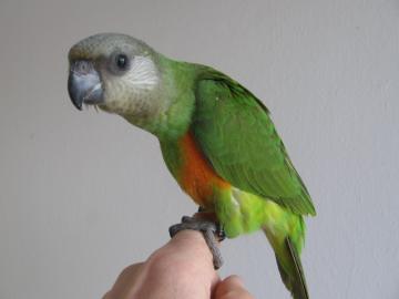 Papouek senegalsk