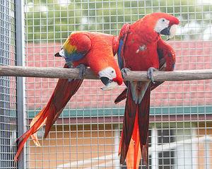 samec a samice papouek na prodej
