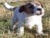 Jack Russell Terier tata s PP