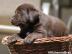 Labrador retriever - oko ttka