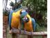 Pr Blue a Gold Macaw