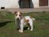 Jack Russell Terier s PP