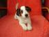 ڞasn Jack Russell Terrier