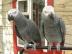 Ptros, Africk Grey papouci, Amazon,