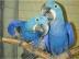 Nabdka Deti Hyacint papouek papouci