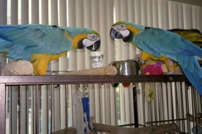 Krsn Blue & Gold papouek