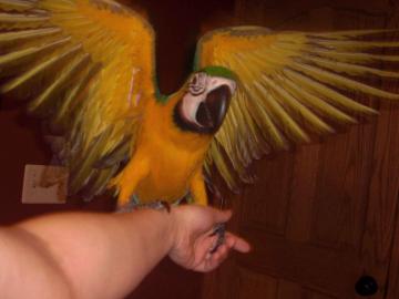 Krsn Blue & Gold papouek