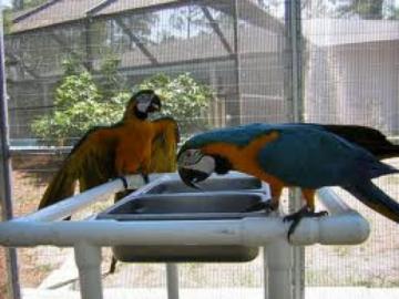 krsn papouek papouci s papry