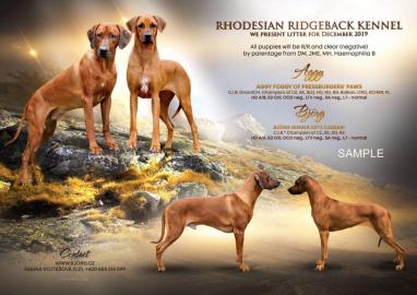 Rhodsk ridgeback - ttka s PP