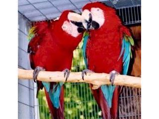 Ptros, Africk Grey papouci, Amazon, p