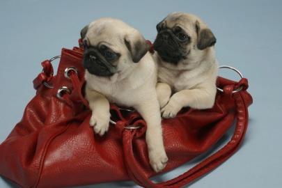 Mops Welpen zu verkaufen
