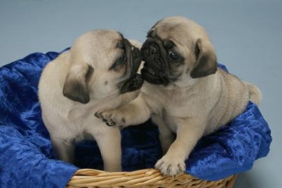 Mops Welpen zu verkaufen