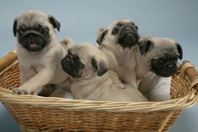 Mops Welpen zu verkaufen