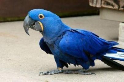 Nabdka Puvabn Hyacint papouek papouc