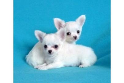 Chihuahua tenci kratka kosa