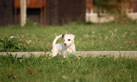 Parson a Jack Russell terrier