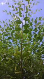 Jilm sibisk - nejrychleji rostouc iv plo