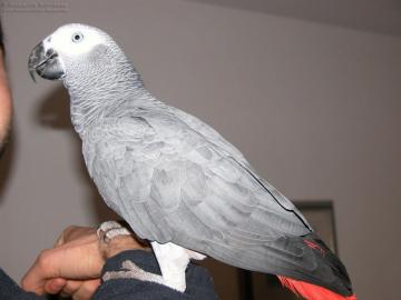 Kongo africkch ed papouci