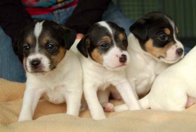 Parson a Jack russell terir