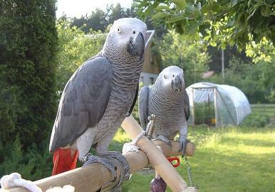 2 Africk ed papouci