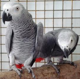 2 Africk ed papouci