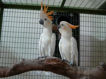 Nabdka  kakadu papouci