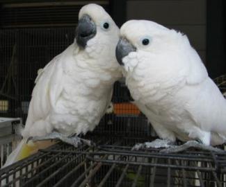 Nabdka  kakadu papouci