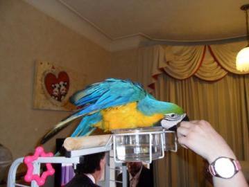 Zlat a Modr papouci pro prodej