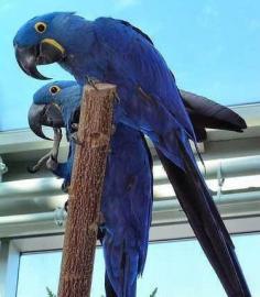 Krsn Ara Hyacint papouek