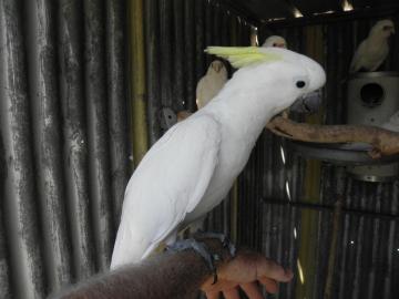 Kakadu papouci Pro Prodej