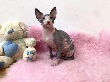 Sphynx kote s PP k prodeji