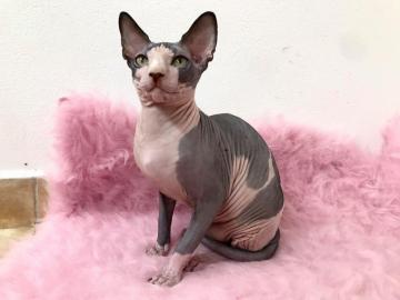 Sphynx kote s PP k prodeji