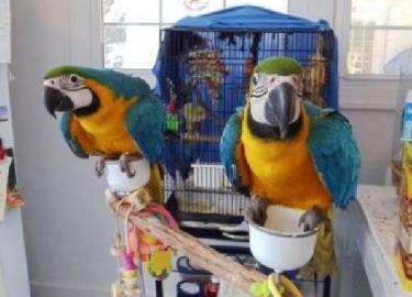 Zlat A Modr papouci Pro Prodej