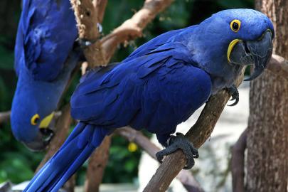 Prodm Hyacint papouek papouci
