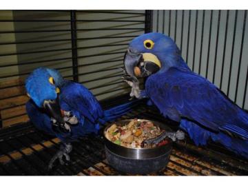 Prodm Hyacint papouek papouci