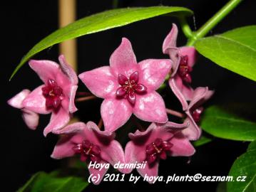 Voskovka - Hoya sp. , Waxplant